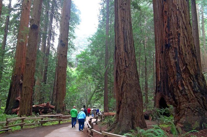 Full Day Tour: Muir Woods, Sausalito, and Napa & Sonoma Wineries