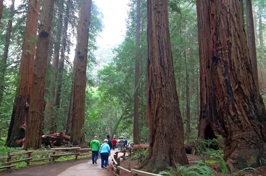 Full Day Tour: Muir Woods, Sausalito, and Napa & Sonoma Wineries