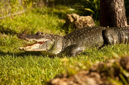 Everglades Airboat, Wildlife Exhibit and Roundtrip Bus from Miami