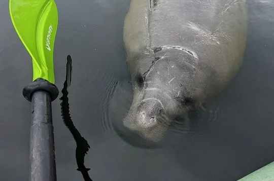 Orlando Manatee Encounters