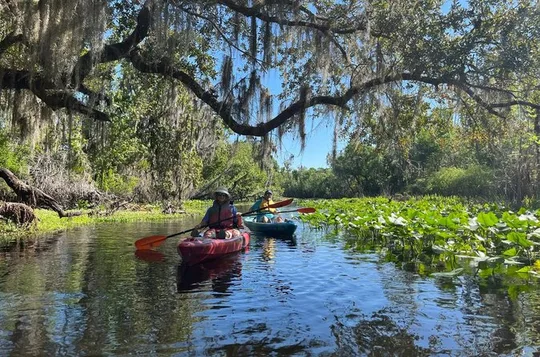 Wekiva River Guided Kayak Tour