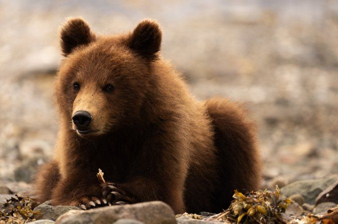 Pack Creek Brown Bear Viewing Juneau