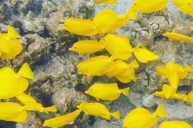 The Best of Kona Snorkeling Trips-Best Value Snorkeling Guarantee