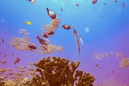 South Maui Shore Dive