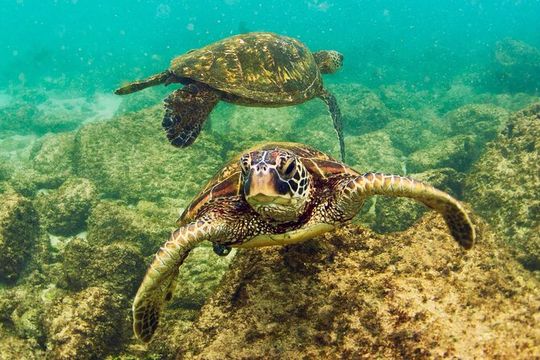 Waikiki Beach Glass Bottom Boat Tour