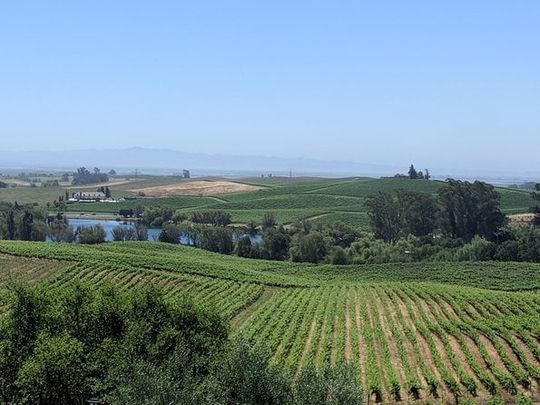 Napa and Sonoma Valley Wine 6 hour Tour from San Francisco