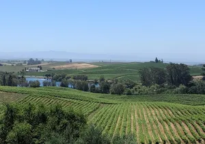 Napa and Sonoma Valley Wine 6 hour Tour from San Francisco