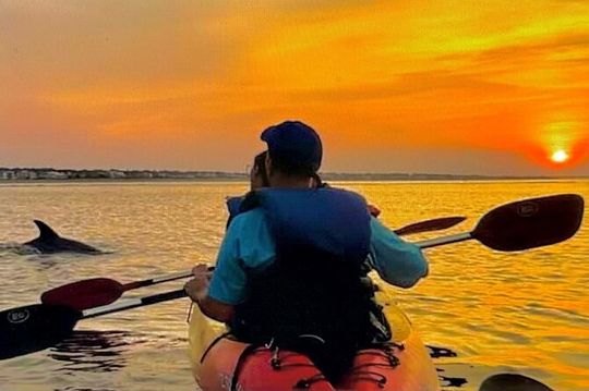 Sunset Bioluminescent Comb Jelly & Dolphin Tour