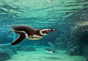 Skip the Ticketing Line: Aquarium of the Pacific General Admission Ticket