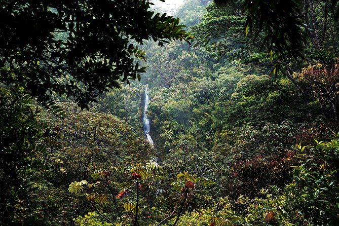 Manoa Waterfall Hike with Waikiki Pickup & Healthy Lunch