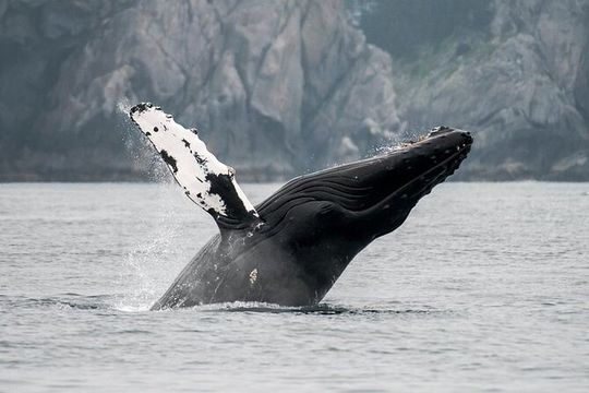 Juneau Wildlife Whale Watching