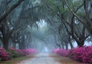 2-Hour Bonaventure Cemetery Walking Tour