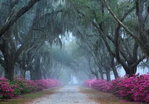 2-Hour Bonaventure Cemetery Walking Tour