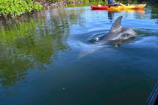 Mangrove Tunnels & Mudflats Kayak Tour - Local Biologist Guides