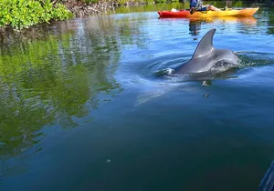 Mangrove Tunnels & Mudflats Kayak Tour - Local Biologist Guides