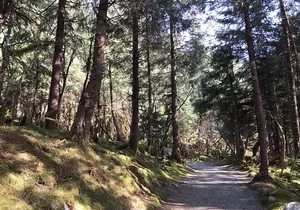 Rainforest & Waterfalls Trek