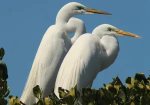 Small Group Boat, Kayak and Walking Guided Eco Tour Everglades