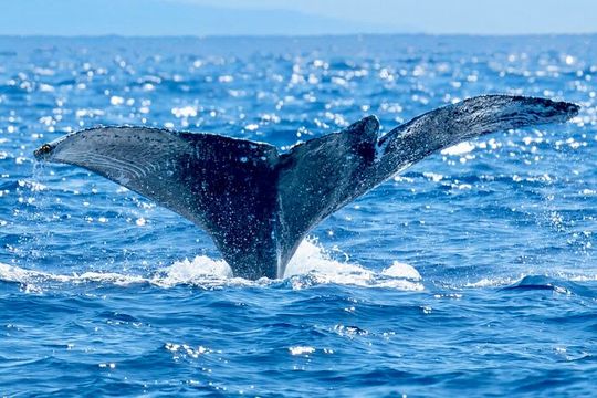 Whale Watching On The Big Island