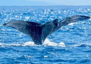 Whale Watching On The Big Island