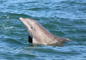 Dolphin and Wildlife Adventure of St. Augustine