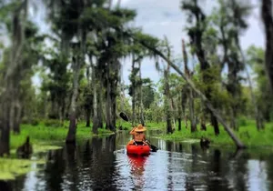 Small-Group Manchac Swamp Kayak Tour