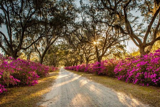 Bonaventure Cemetery & Wormsloe State Historic Site Tour