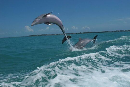 Key West Dolphin Watch Sunset Snorkel Cruise