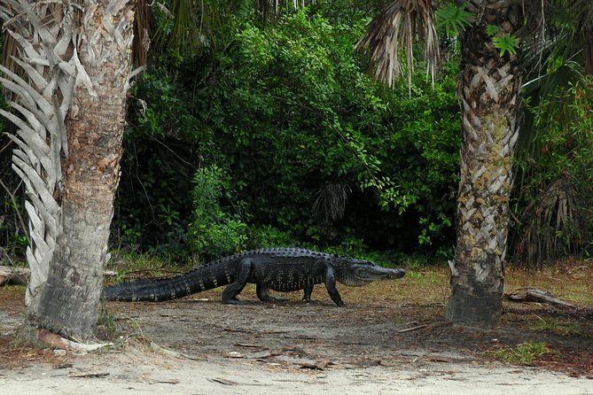 Everglades Day Safari from Ft Lauderdale