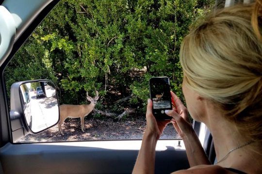 Seven Mile Bridge, Beach, and Key Deer Tour