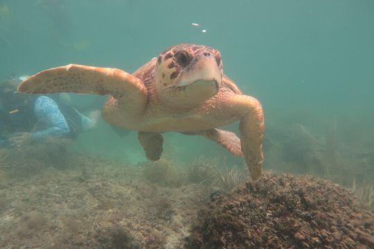 Key West Snuba® (No Dive Certification Required)