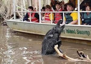 Honey Island Swamp Boat Tour