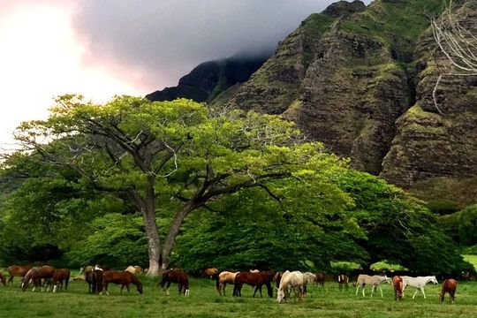 Kualoa Ranch - Horseback Walking Tour