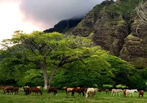 Kualoa Ranch - Horseback Walking Tour