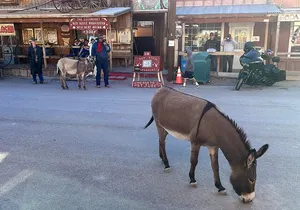 Oatman Mining Camp & Burros: Historic Route 66 Tour from Laughlin