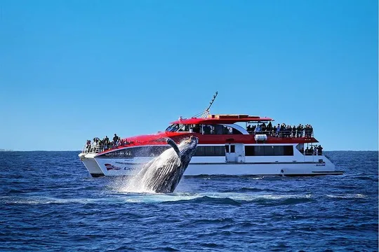 Sydney Whale Watching Cruise with Whale Sighting Guarantee