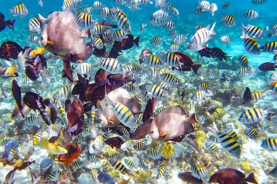 Pearl Island Bahamas Snorkeling Experience and Lunch