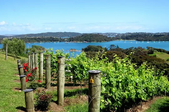 Waiheke island wine tours with Waitiki Tours