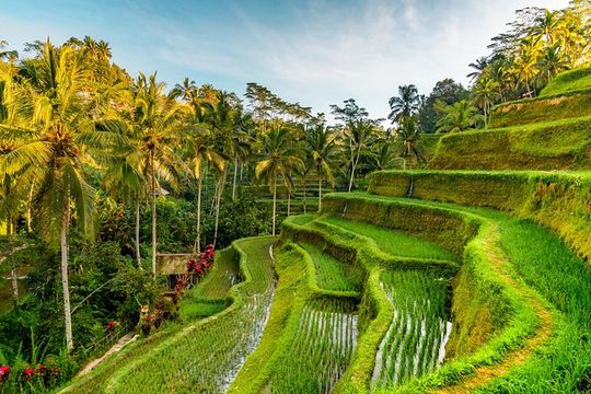 Best of Bali Tour - All Inclusive