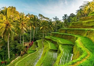 Best of Bali Tour - All Inclusive
