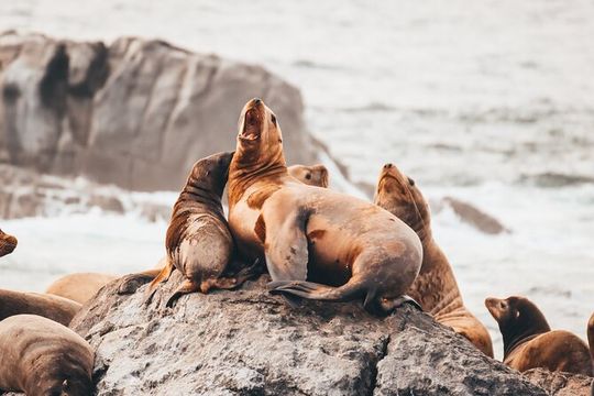 Vancouver Half-Day Whale Watching Adventure with Free Photos