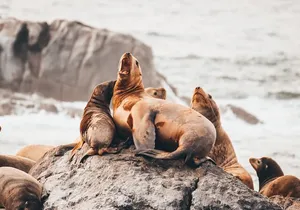 Vancouver Half-Day Whale Watching Adventure with Free Photos