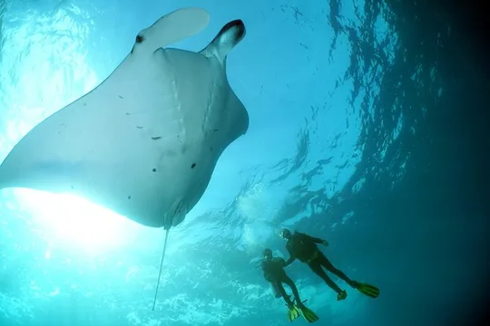 Scuba Diving Nusa Penida Manta Point 3 dives for certified divers