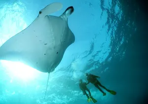 Scuba Diving Nusa Penida Manta Point 3 dives for certified divers