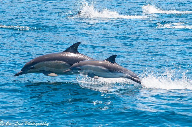 Maria Island Cruise & Guided Walk Day Tour with Lunch and Drinks