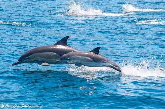 Maria Island Cruise & Guided Walk Day Tour with Lunch and Drinks