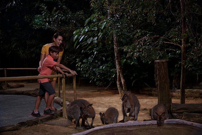 Night Safari with Buffet Dinner