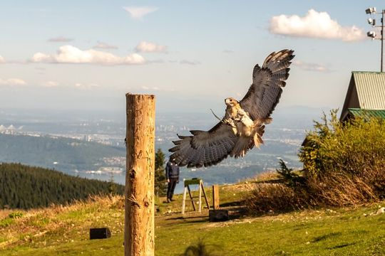 Grouse Mountain & Capilano Bridge Tour with Fish Hatchery