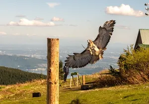 Grouse Mountain & Capilano Bridge Tour with Fish Hatchery