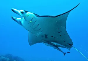 Reef Discovery Half Day Group Signature Tour