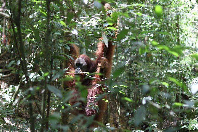 Bukit Lawang Full Day Jungle Trek